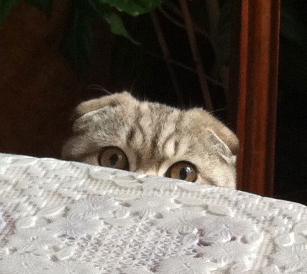 Диана Болотная