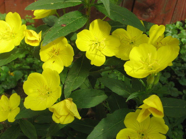 Мартица Мартица