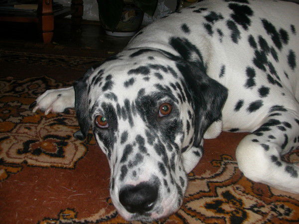 Оксана Ворчак