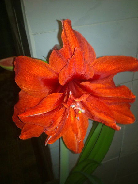 Наталья Контанистова