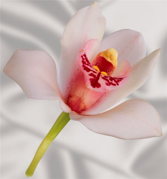 Антонина Цыбденова