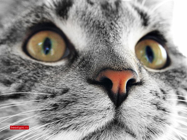 Алла Левакова