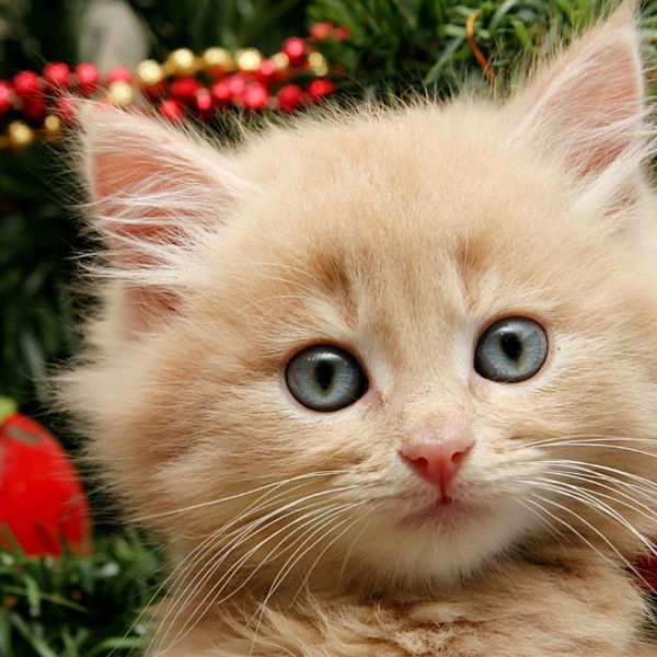 Лариса Ильина