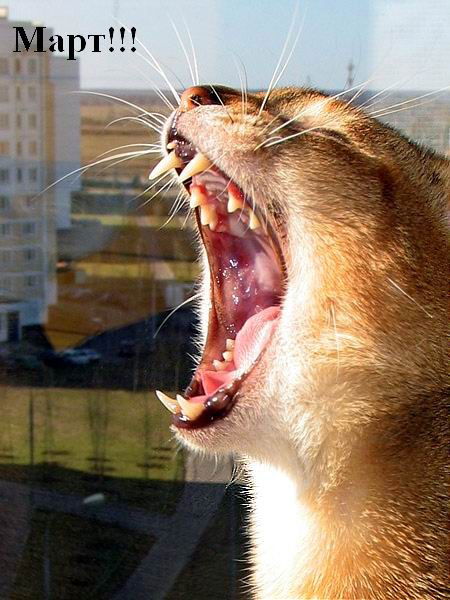 Константин Колодин