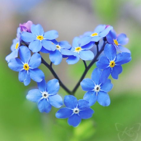 Надежда Торговцева