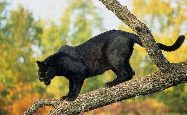 Ольга Муравьева