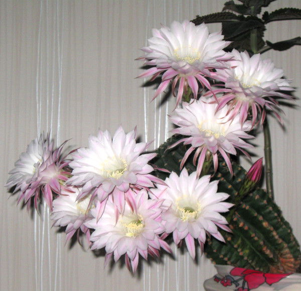 Джамиля Мухамеджанова