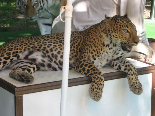 Тевриз***** *****