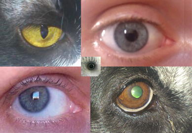 Анна Грищинская