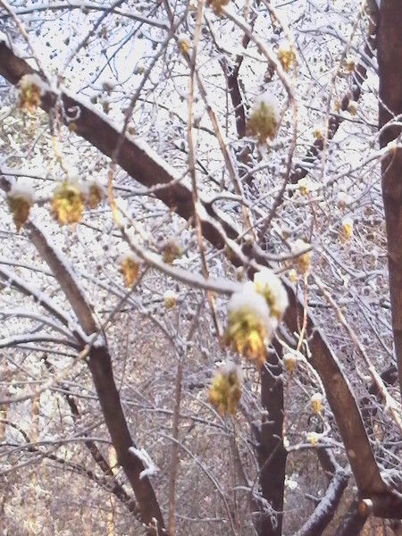 Вера Шепелева