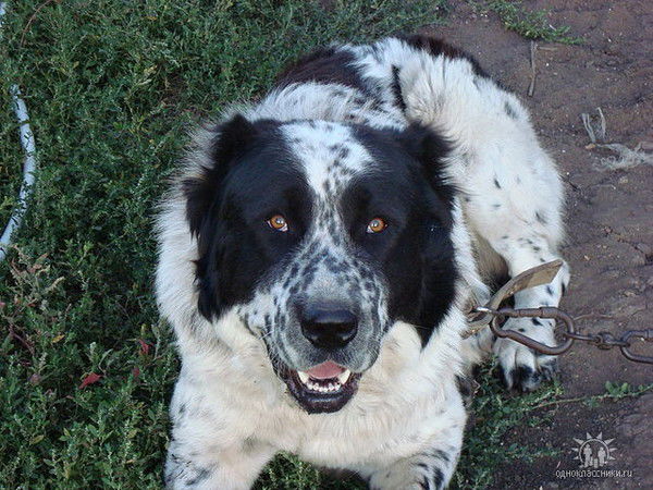 Александр Должиков