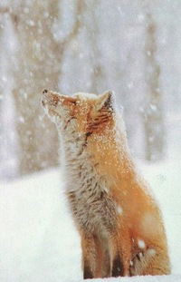 Анна Тимонина