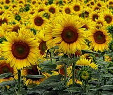 Матвеево-Курганское Сельское Поселение