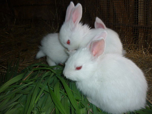 Сергей Корюкин