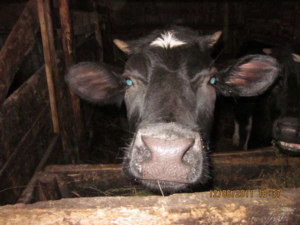 Евгений Гарин