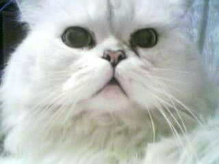 Лидия Степанова