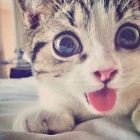 Тамирлан Тусуп