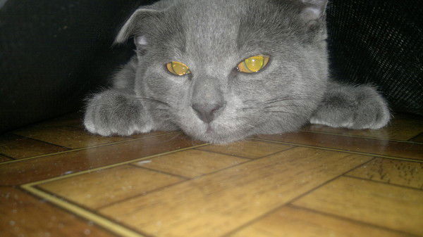 Александр Петрушенко