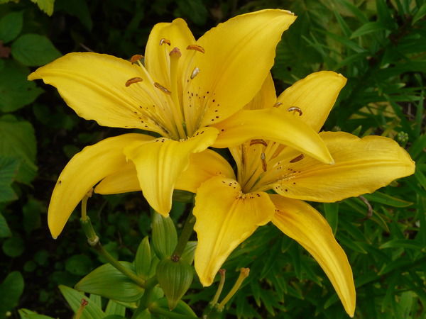 Светлана ***