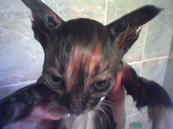 Павел Каширин