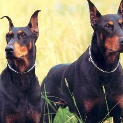 Николай Жарков