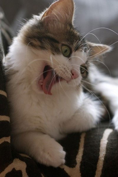 Кира Гонина