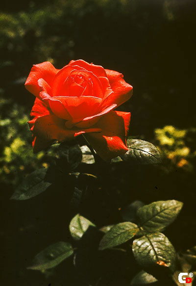 Элеонора Каунбаева