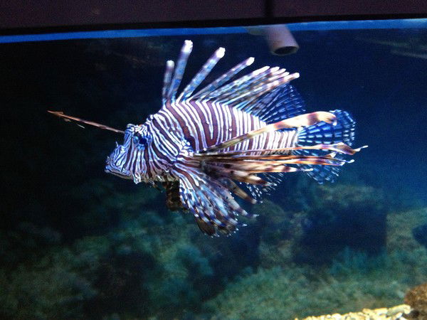 Ольга Зубова