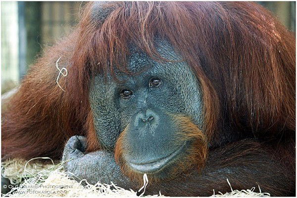 Владимир Лутохин