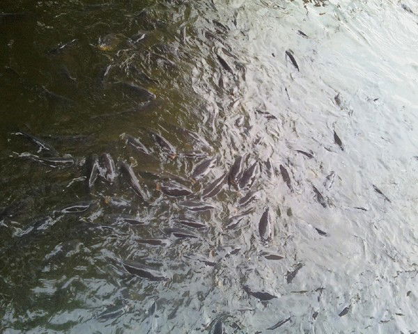 Татьяна Сергеева