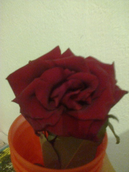 Сезим Сатарова