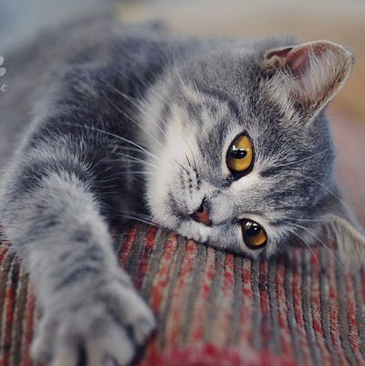 Настя Першкова