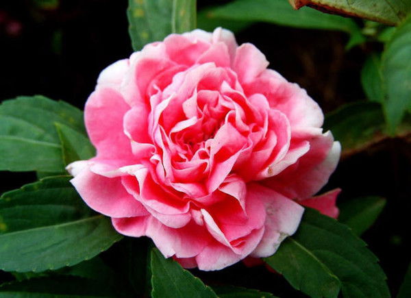 Светлана Вершинина