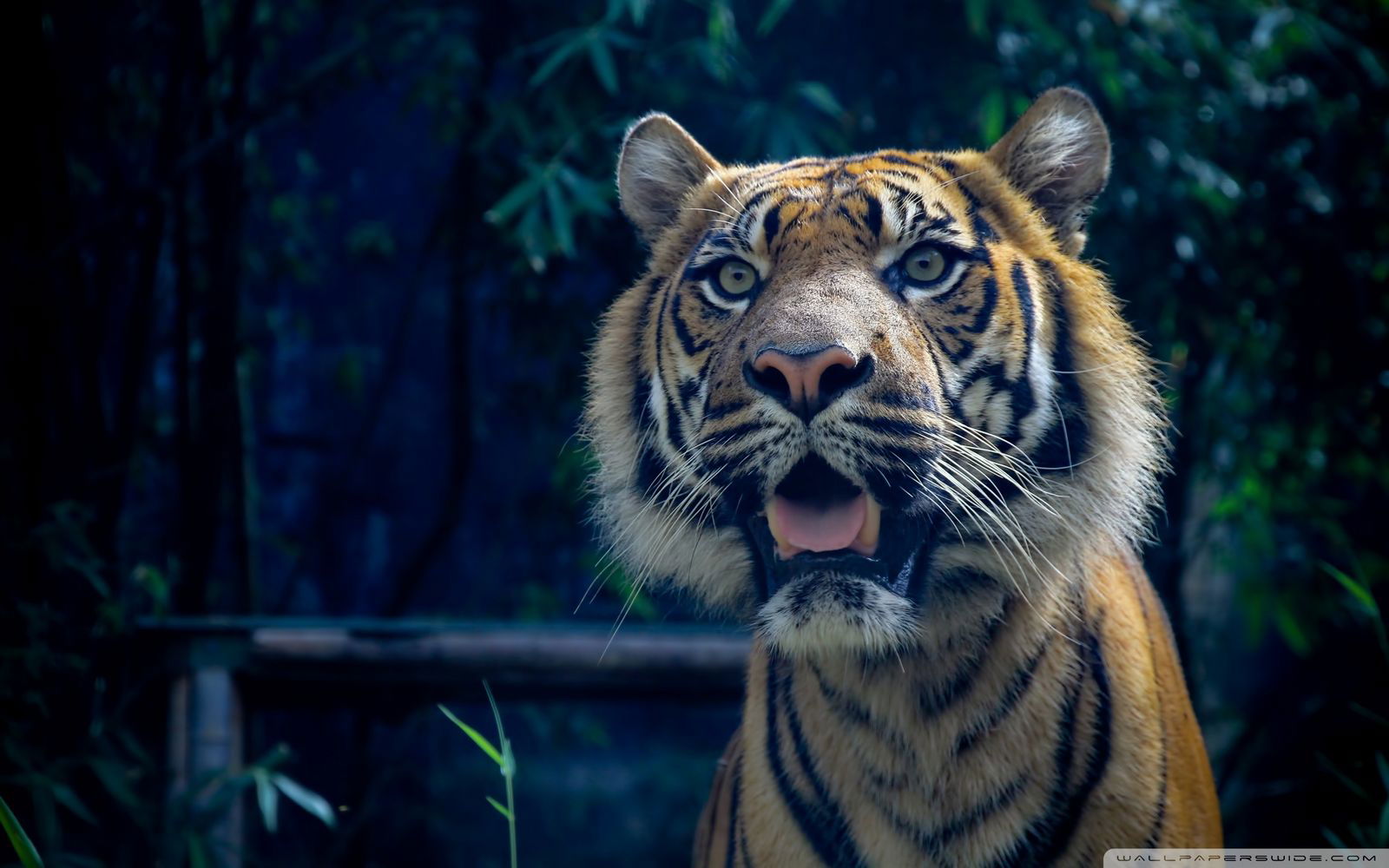 Алексей Мельников