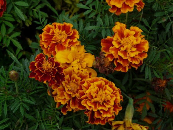 Елена Плоцких