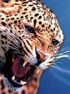 Дмитрий Еремеев