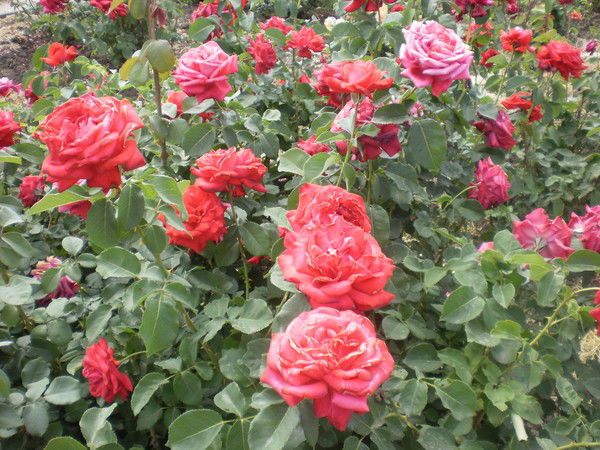 Света Коток