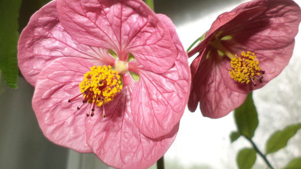 Антон Постников