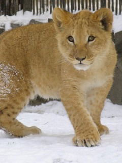 Дмитрий Блинков