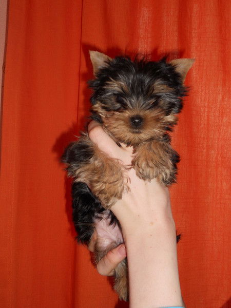 Лилия Филиппова