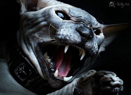 Сергей Сидоренко