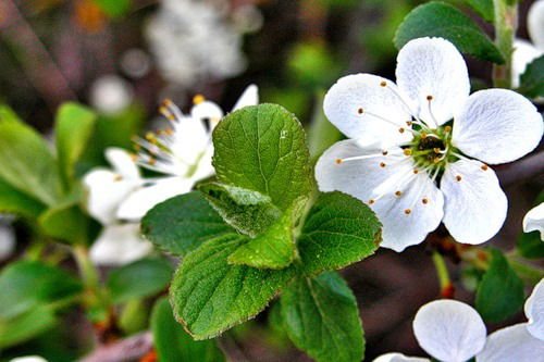 Анатолий Александрович