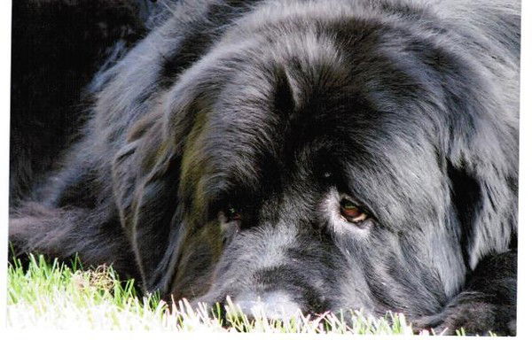 Anzhelika Парамаут