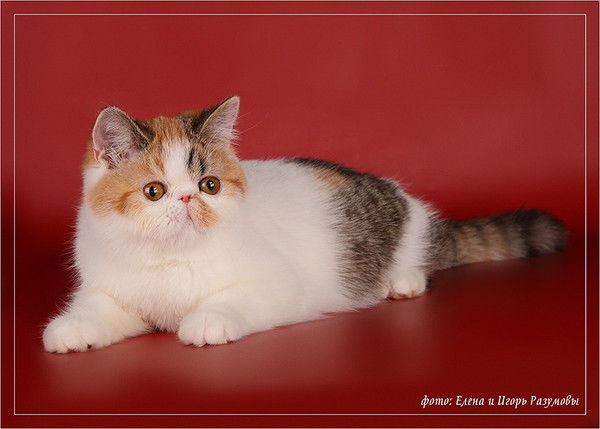 Анжела Попова