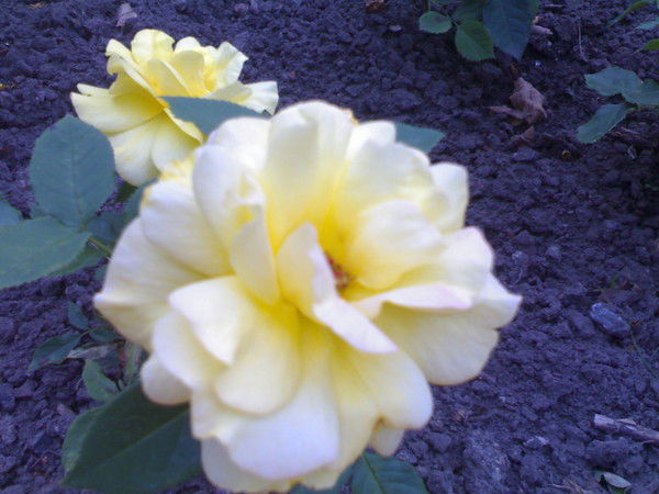 Михаил Кантор