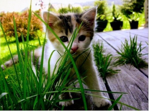 Сандугаш Махамбетова