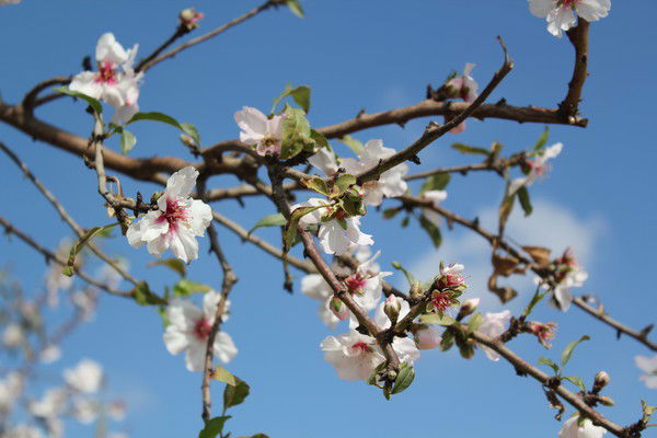 Нина Куракина