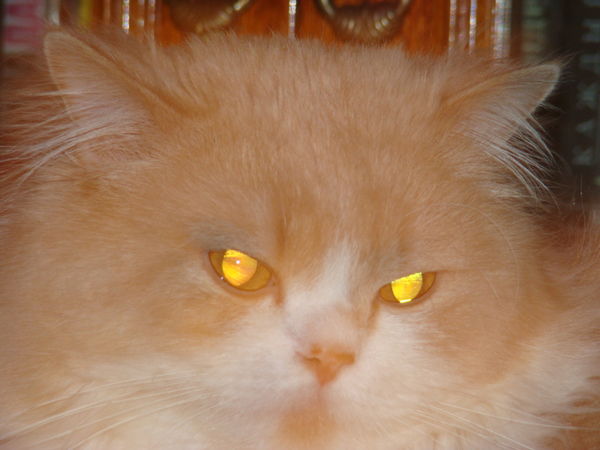 Виталий Кутаков