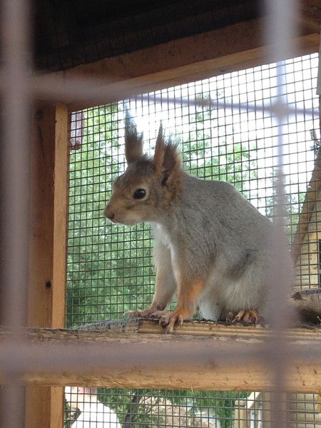 Галина Румянцева