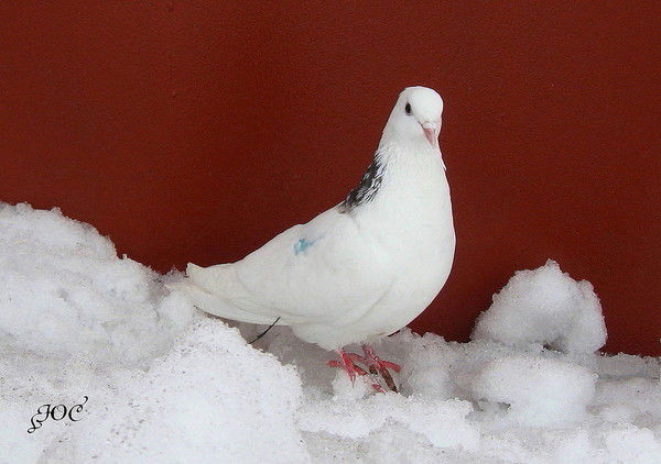 Павел Дорошенко